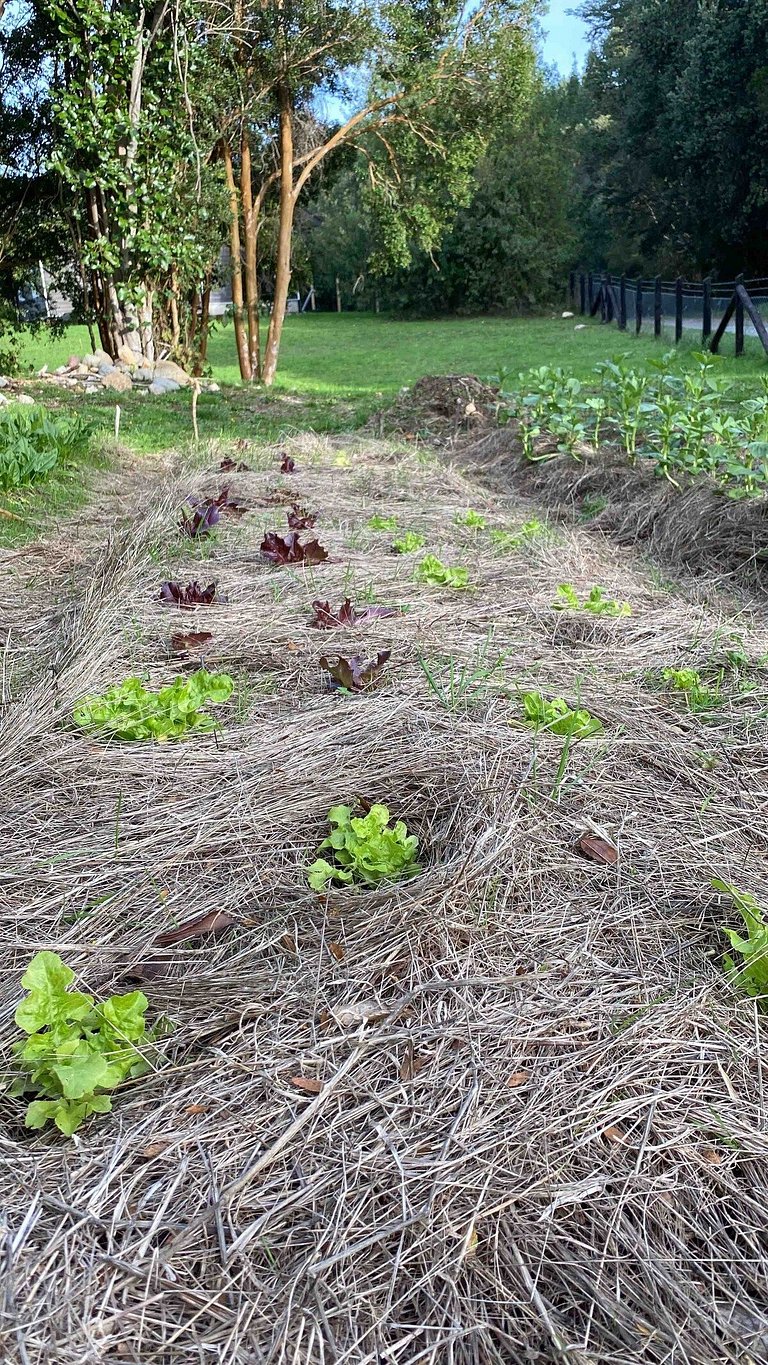 Container con opción de tina temperada