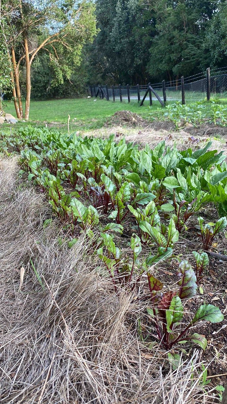 Container con opción de tina temperada
